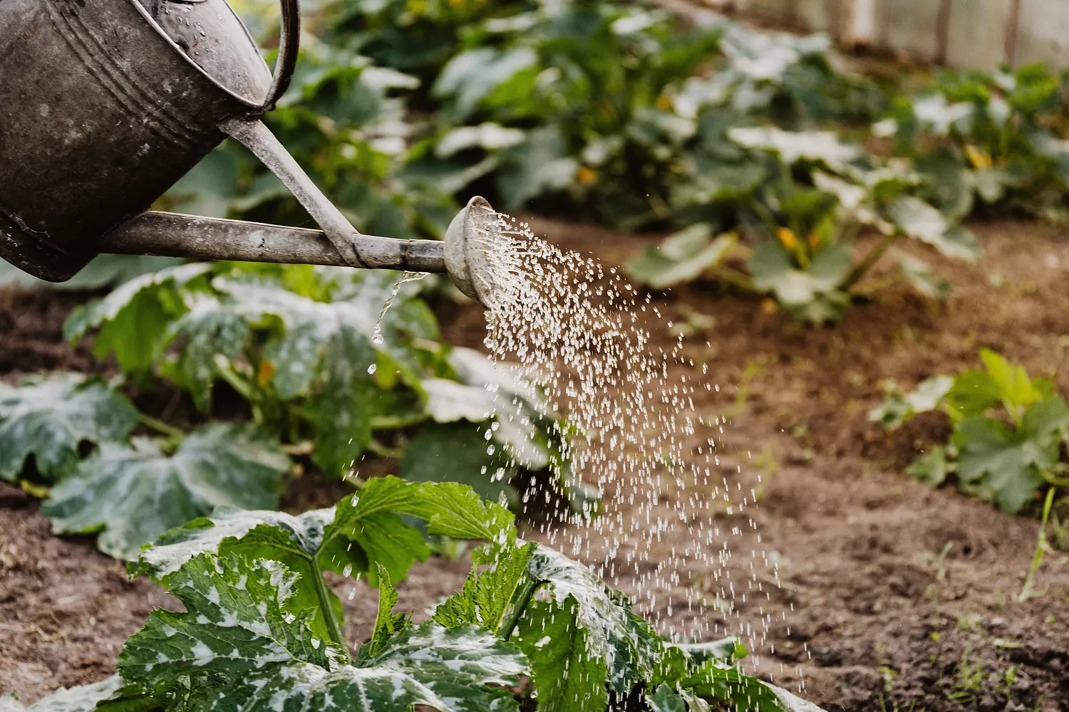 pensioengat aanvullen - gieter met water in de tuin